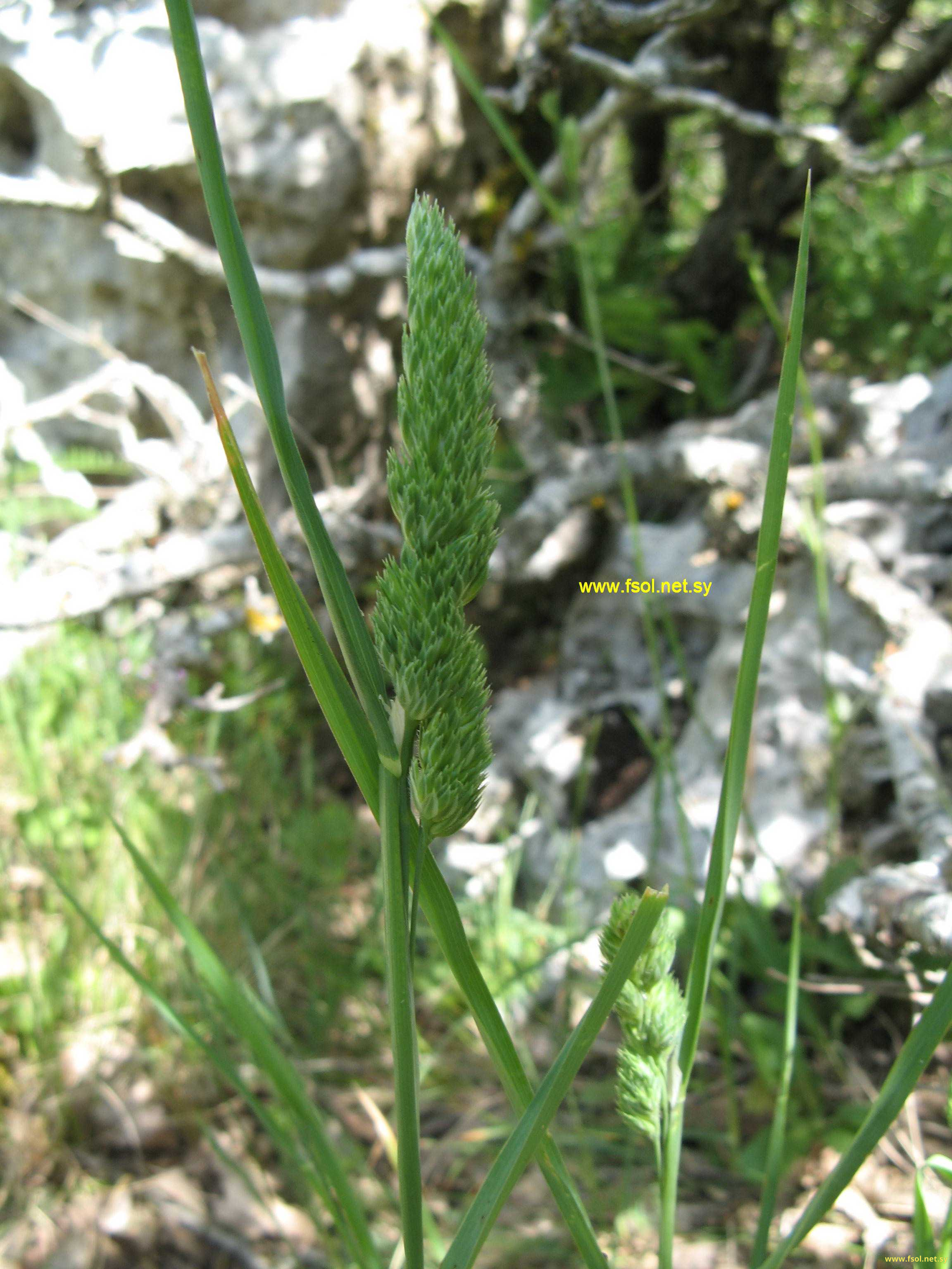 Dactylis glomerata L.
